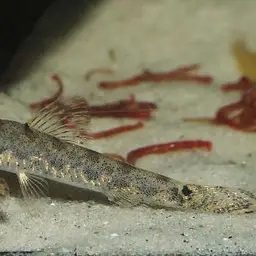 Sumatran Mini Royal Loach, photo 5