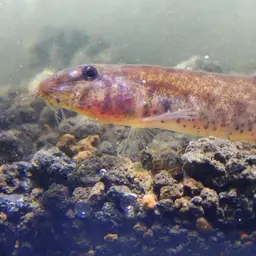 Sumatran Mini Royal Loach, photo 6