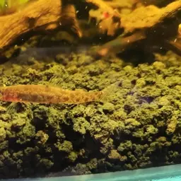 Sumatran Mini Royal Loach, photo 7