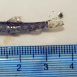 Sumatran Mini Royal Loach, photo 8