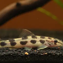 Sumatran Mini Royal Loach, photo 10