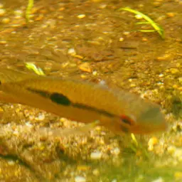 Patwa, photo 3