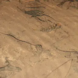 Dolphin Cichlid, photo 2