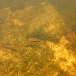 Dolphin Cichlid, photo 3