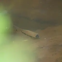 Dolphin Cichlid, photo 4