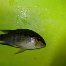 Dolphin Cichlid, photo 6