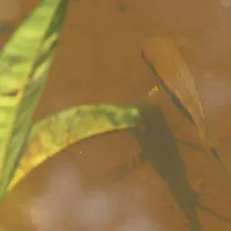 Dolphin Cichlid, photo 7