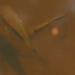 Dolphin Cichlid, photo 8
