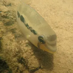 Dolphin Cichlid, photo 9