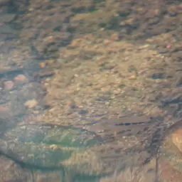 Dolphin Cichlid, photo 10