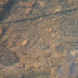 Dolphin Cichlid, photo 11