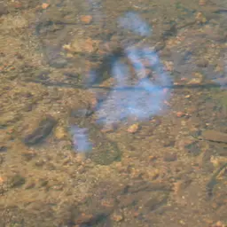 Dolphin Cichlid, photo 12