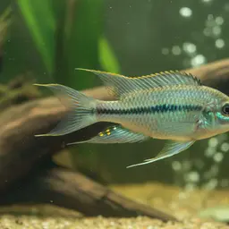 Dolphin Cichlid, photo 1