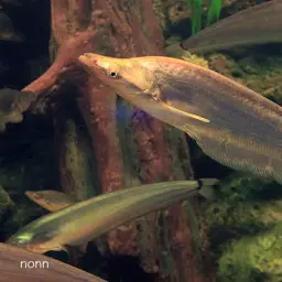 Blue Neon Sheatfish, photo 2