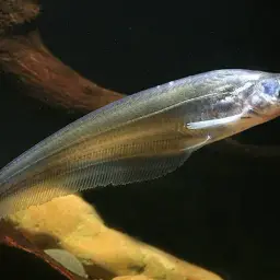 Blue Neon Sheatfish, photo 3