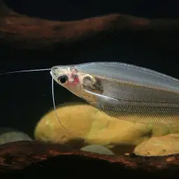 Glass Catfish, photo 1
