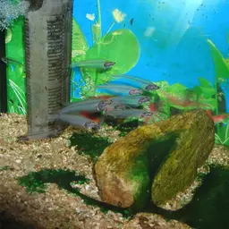 Glass Catfish, photo 2