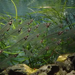 Glass Catfish, photo 3