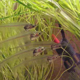 Glass Catfish, photo 4
