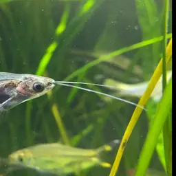 Glass Catfish, photo 5