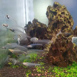 Glass Catfish, photo 6