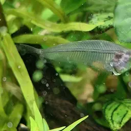 Glass Catfish, photo 7