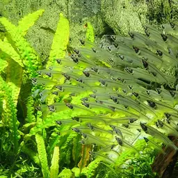Glass Catfish, photo 8