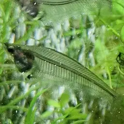 Glass Catfish, photo 9