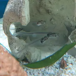 Glass Catfish, photo 10