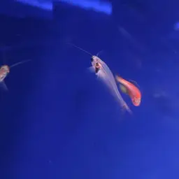 Glass Catfish, photo 12