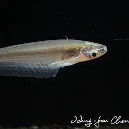 Smokey Glass Catfish, photo 1
