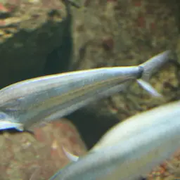 Smokey Glass Catfish, photo 2