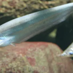 Smokey Glass Catfish, photo 4