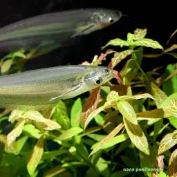 Glass Catfish, photo 2