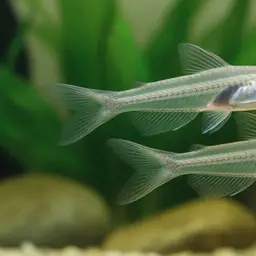 Glass Catfish, photo 1