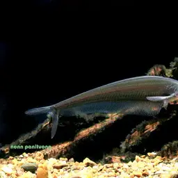 Glass Catfish, photo 2
