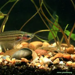 East Indies Glass Catfish, photo 1