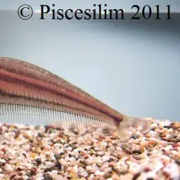 East Indies Glass Catfish, photo 2