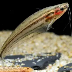 East Indies Glass Catfish, photo 3