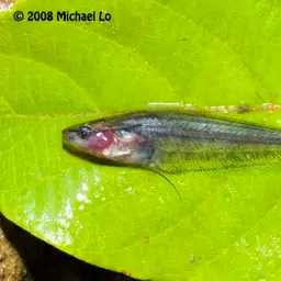 East Indies Glass Catfish, photo 4