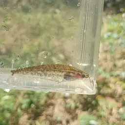 East Indies Glass Catfish, photo 5