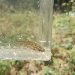 East Indies Glass Catfish, photo 6