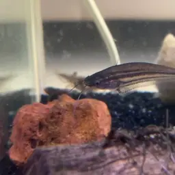 East Indies Glass Catfish, photo 7