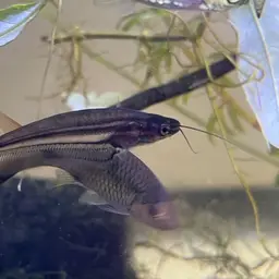 East Indies Glass Catfish, photo 8