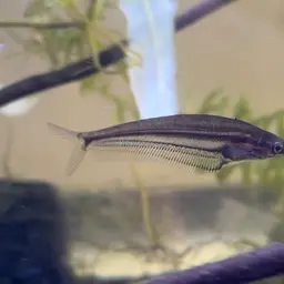 East Indies Glass Catfish, photo 9