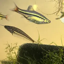 East Indies Glass Catfish, photo 10