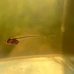 East Indies Glass Catfish, photo 11