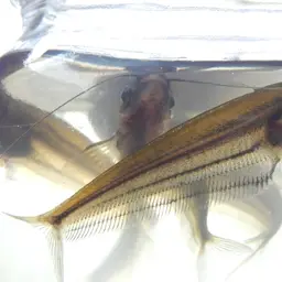East Indies Glass Catfish, photo 12
