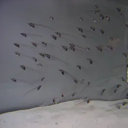 Glass Catfish, photo 1