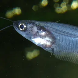 Glass Catfish, photo 2